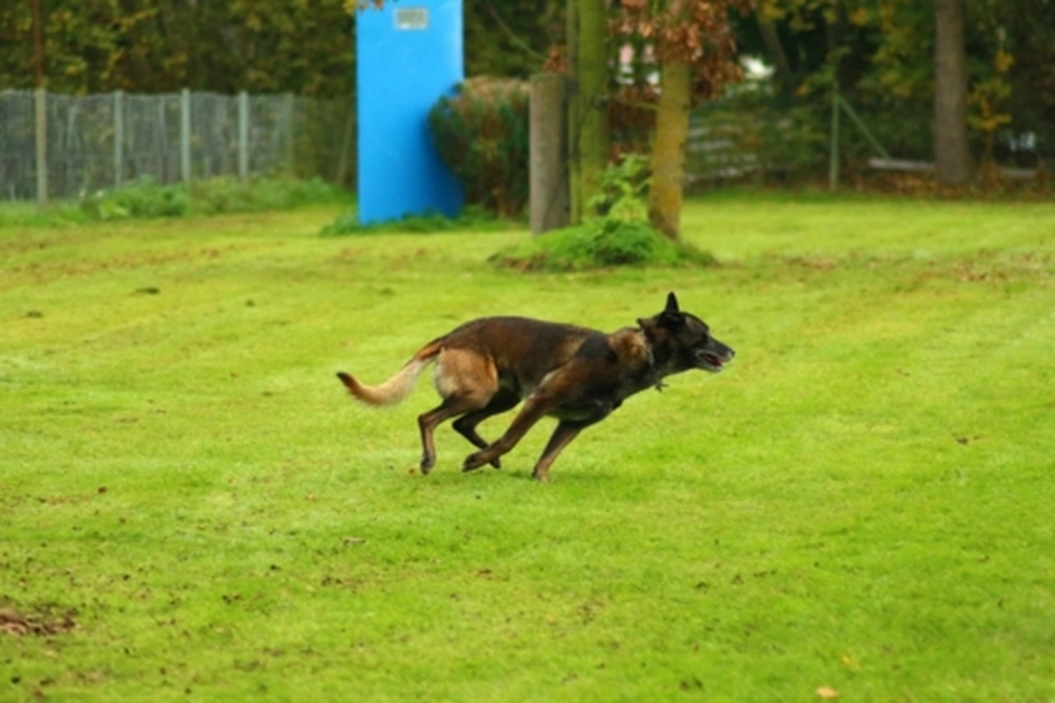 HSV Mühldorf - Hundesportverein - Hund bei Herbstmeisterschaften