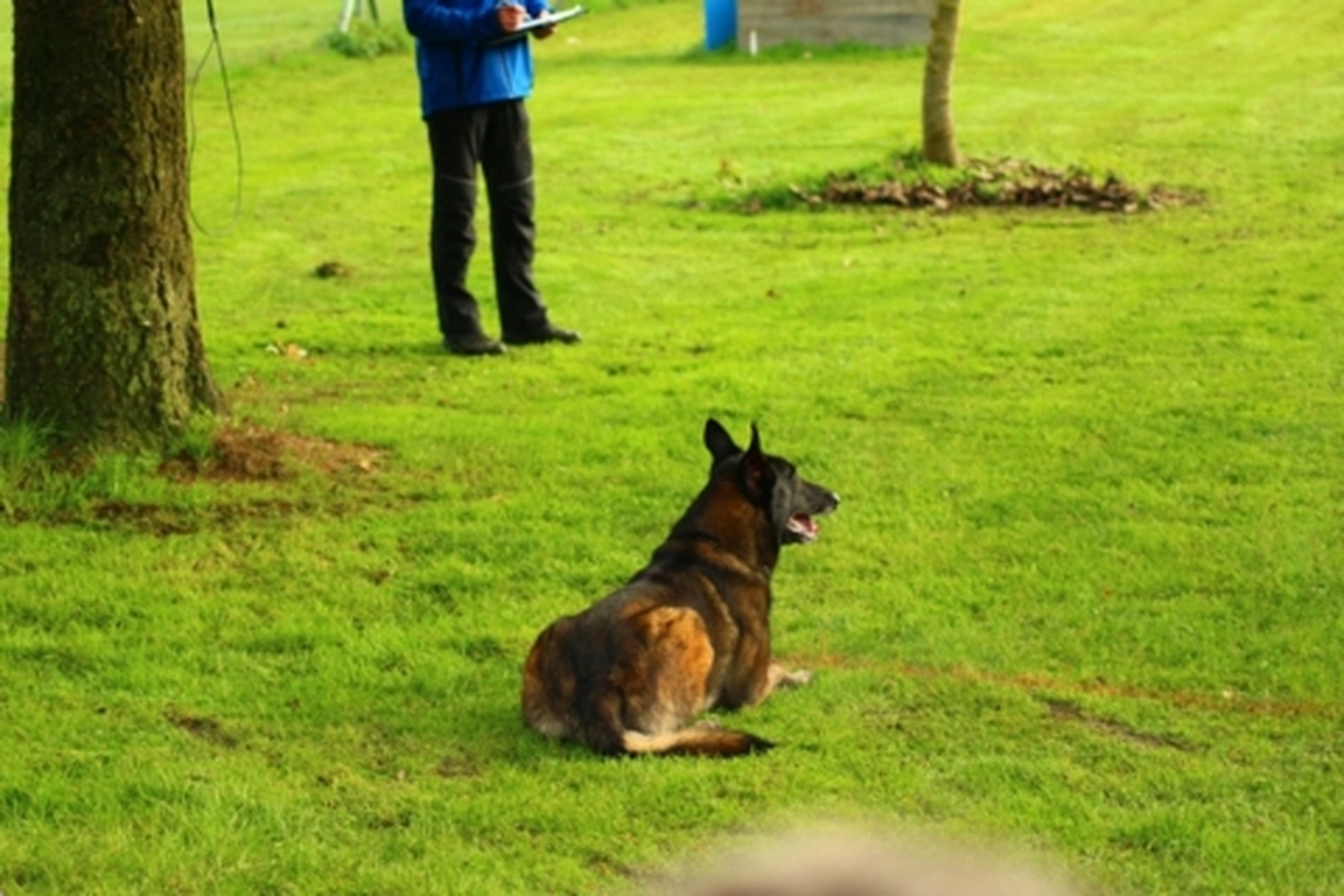 HSV Mühldorf - Hundesportverein - Hund bei Herbstmeisterschaften