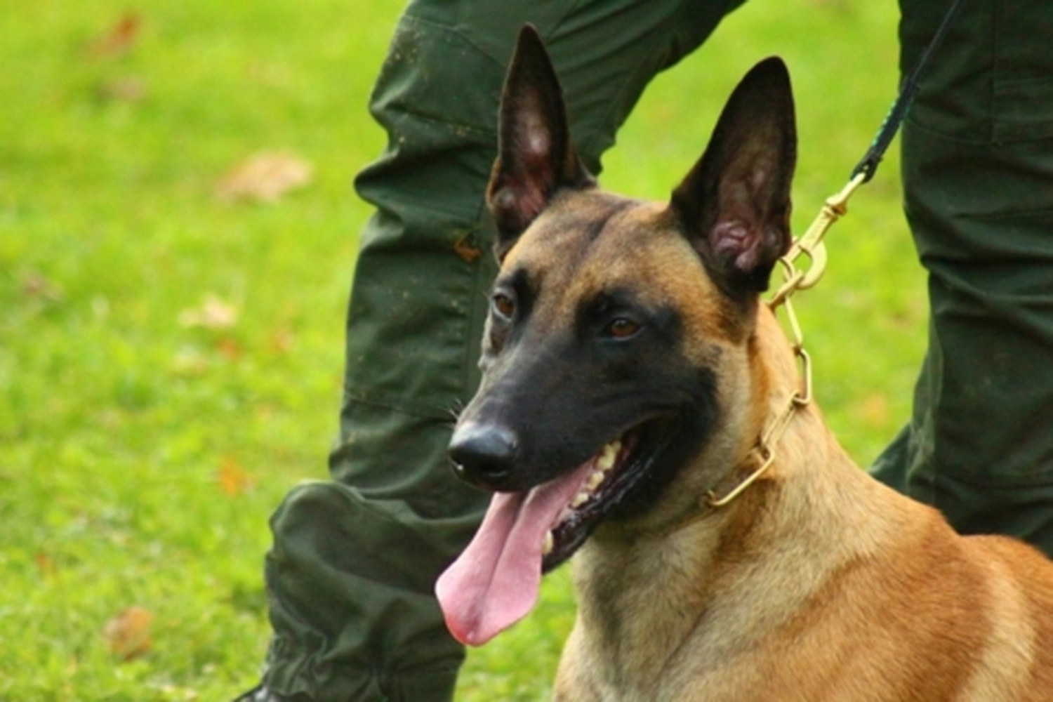 HSV Mühldorf - Hundesportverein - Hund bei Herbstmeisterschaften