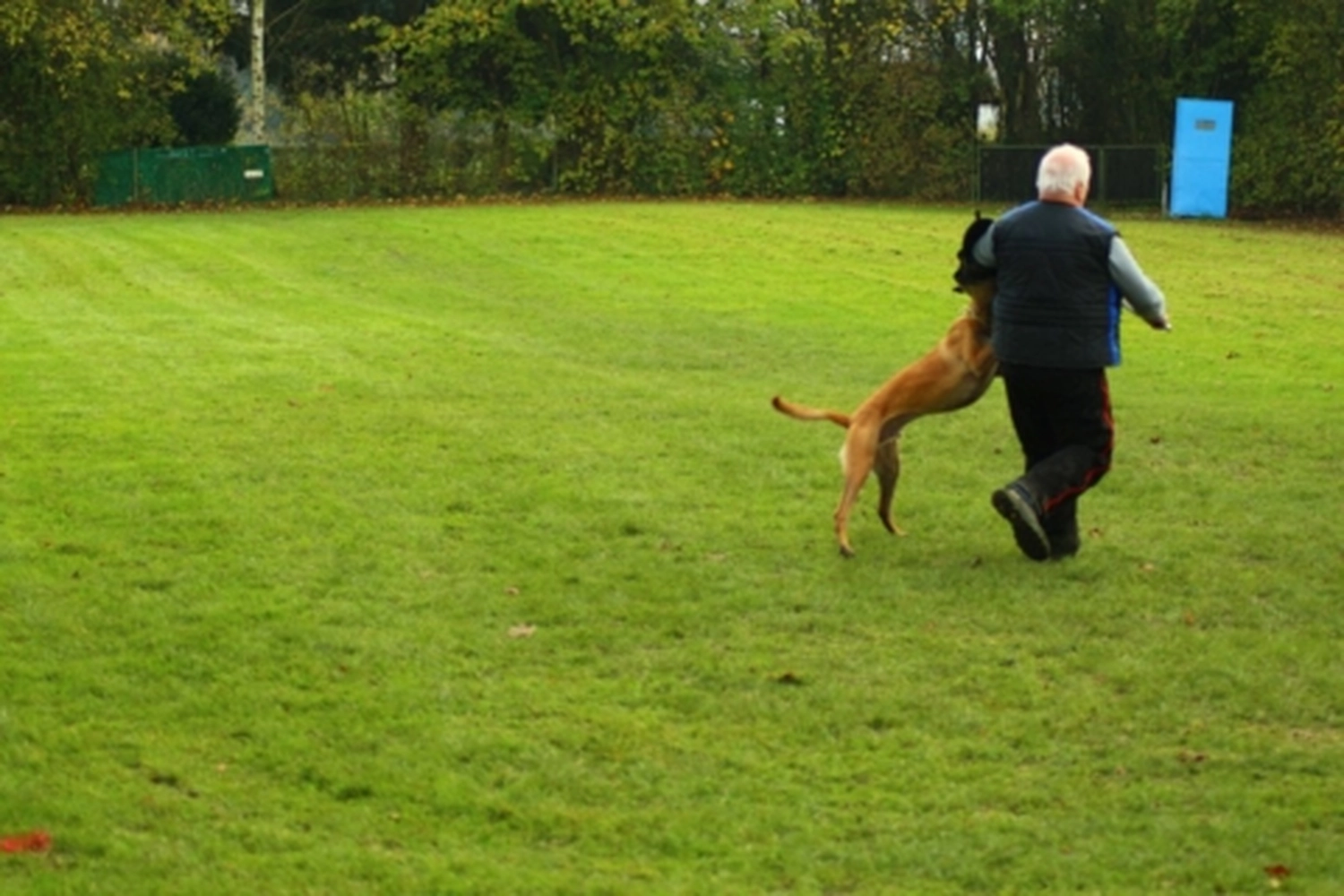 HSV Mühldorf - Hundesportverein - Hund bei Herbstmeisterschaften