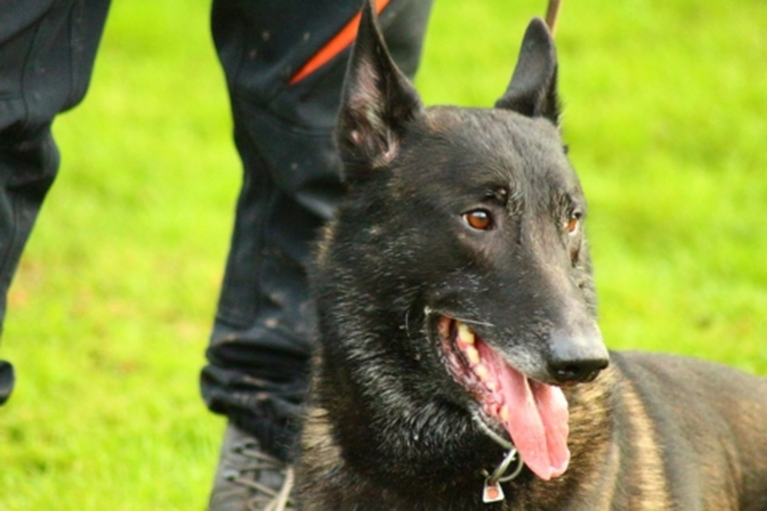 HSV Mühldorf - Hundesportverein - Hund bei Herbstmeisterschaften