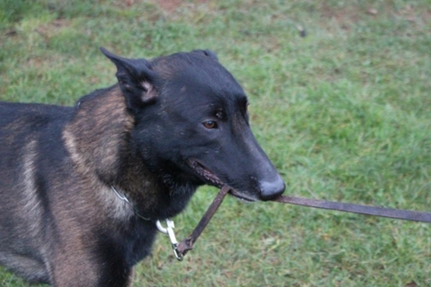 HSV Mühldorf - Hundesportverein - Herbstprüfung 2019