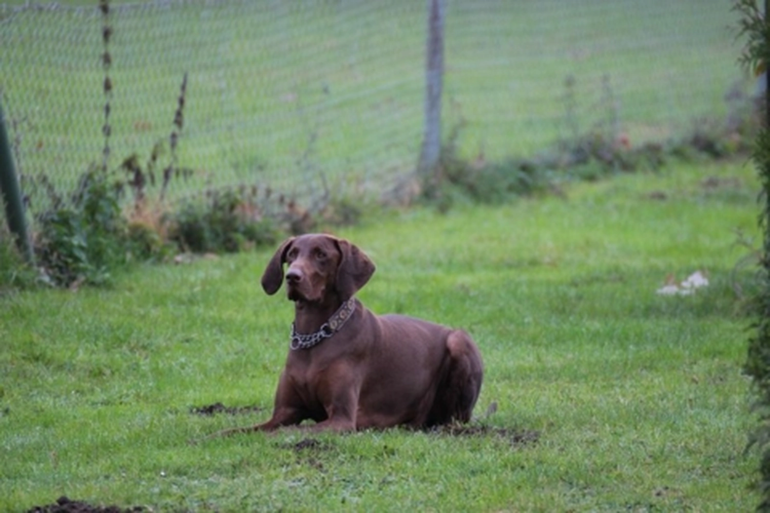 HSV Mühldorf - Hundesportverein - Herbstprüfung 2019