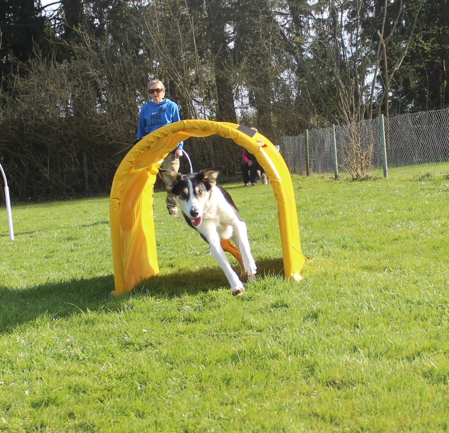 HSV Mühldorf - Hundesportverein - Hund im Park