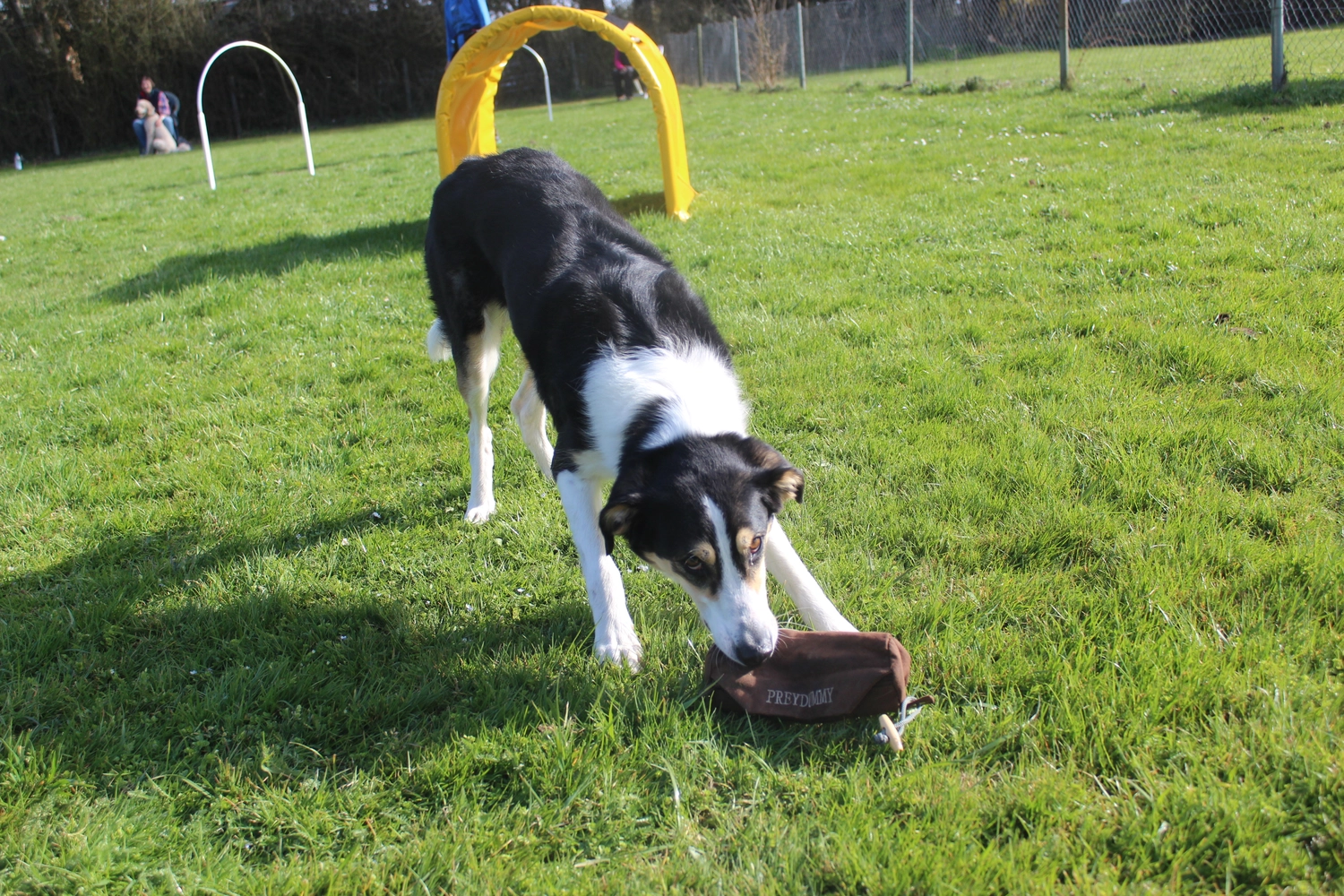 HSV Mühldorf - Hundesportverein - Hund im Park