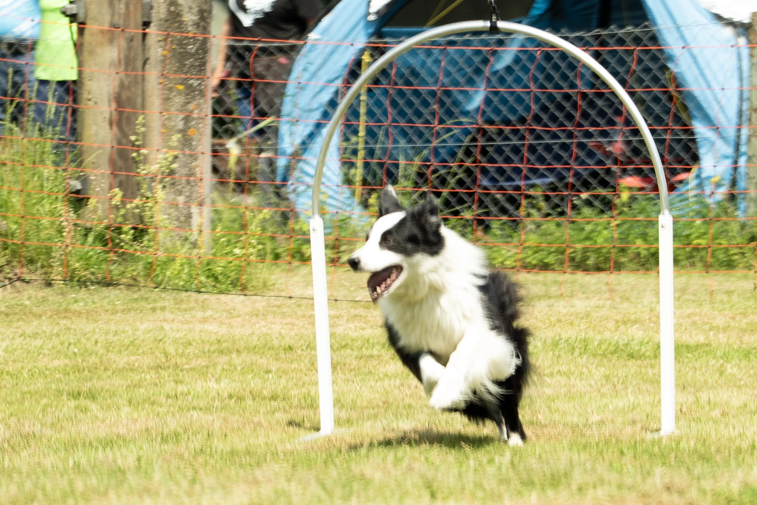 HSV Mühldorf - Hundesportverein - Hund im Park