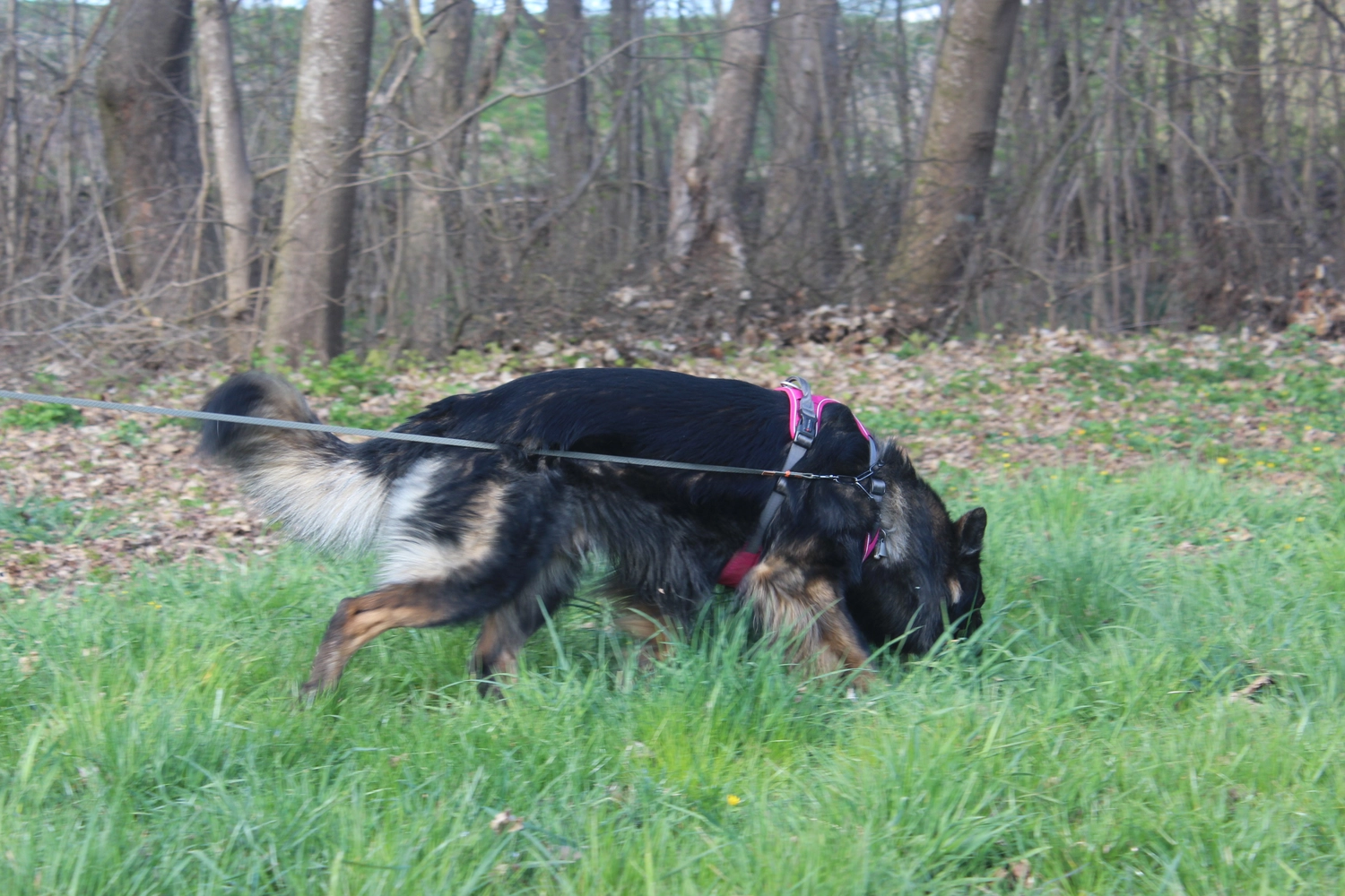 HSV Mühldorf – Hundesportverein – Hundespiel im Park