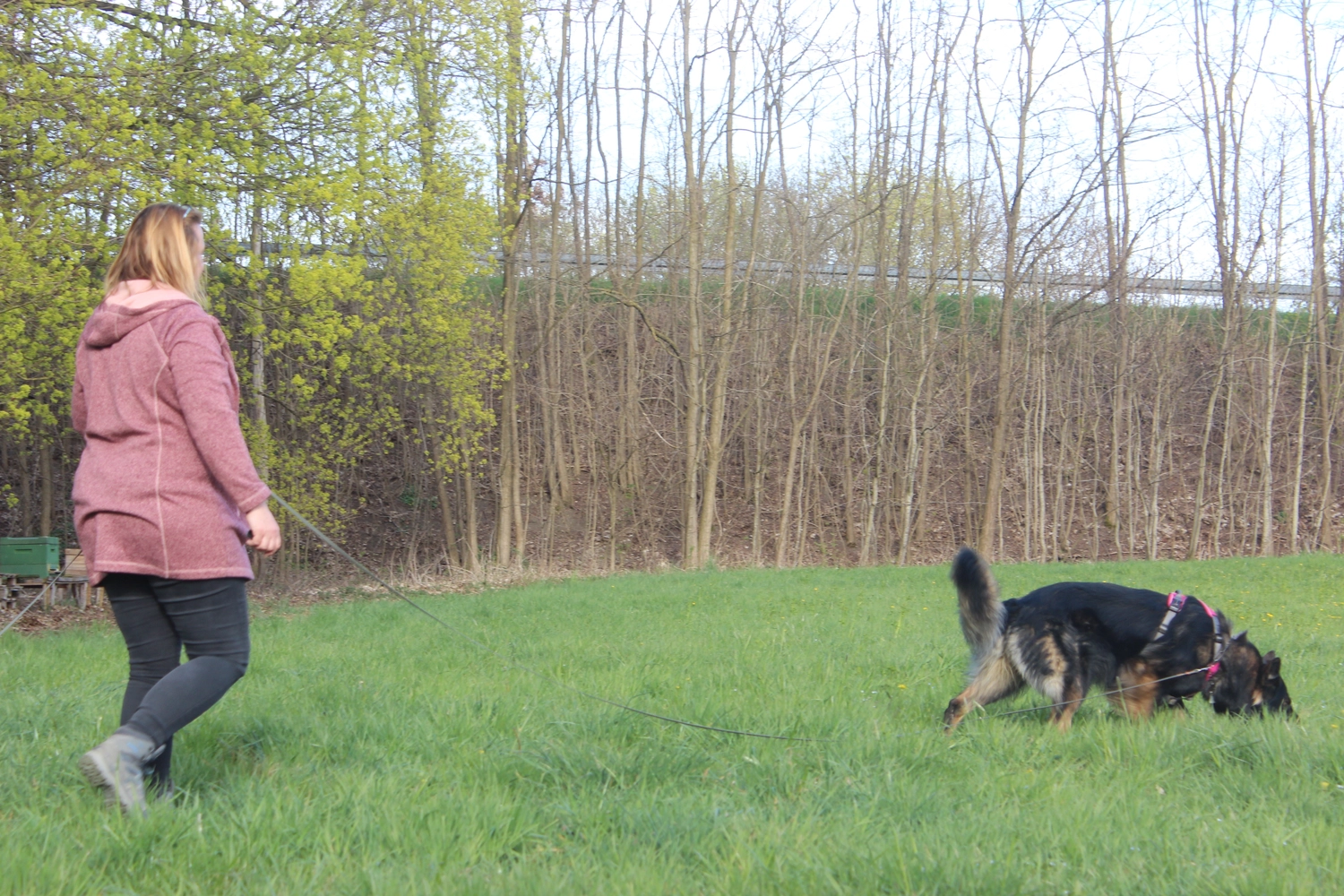 HSV Mühldorf - Hundesportverein - Hund im Park
