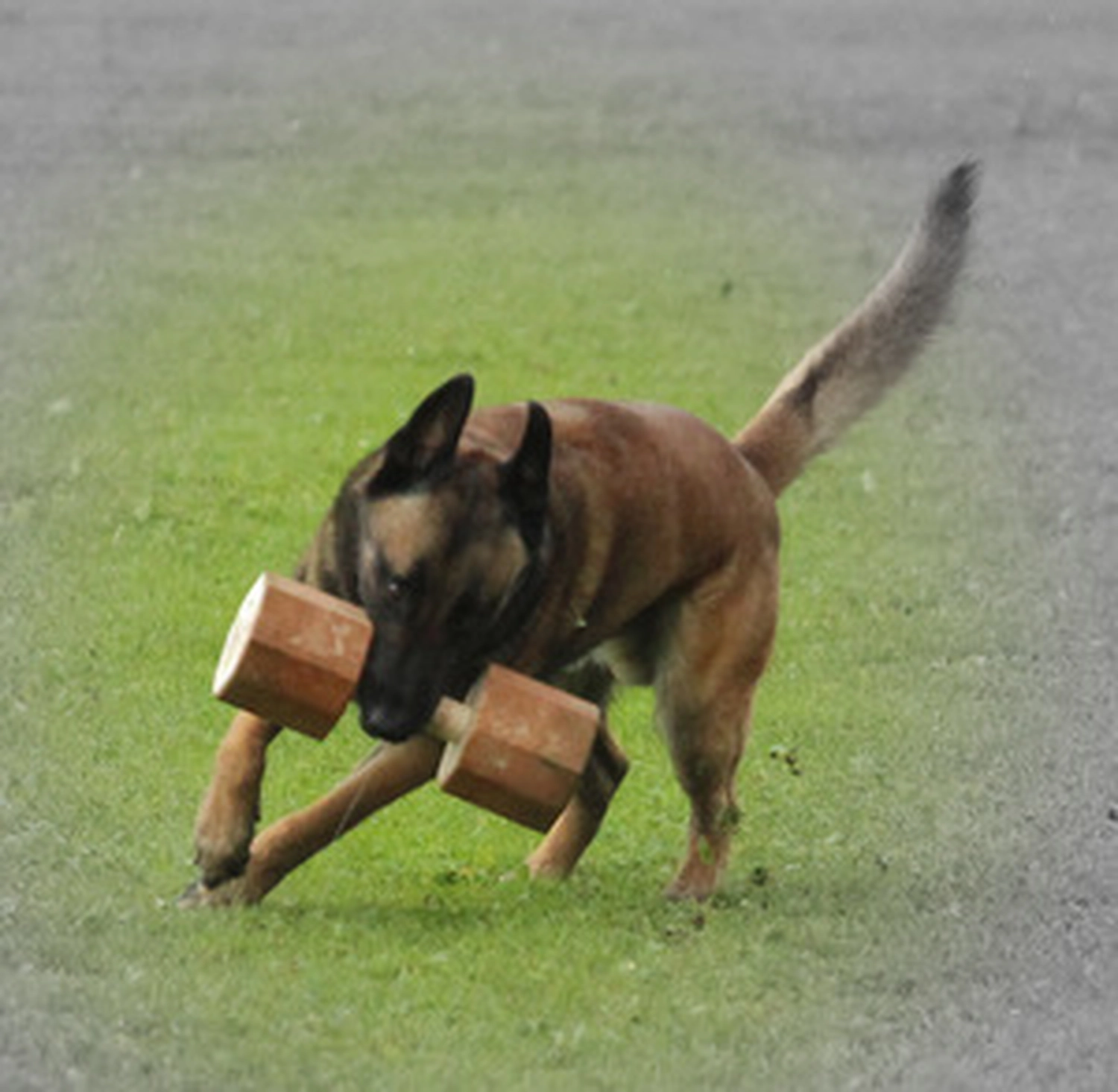 HSV Mühldorf - Hundesportverein - Hund im Park