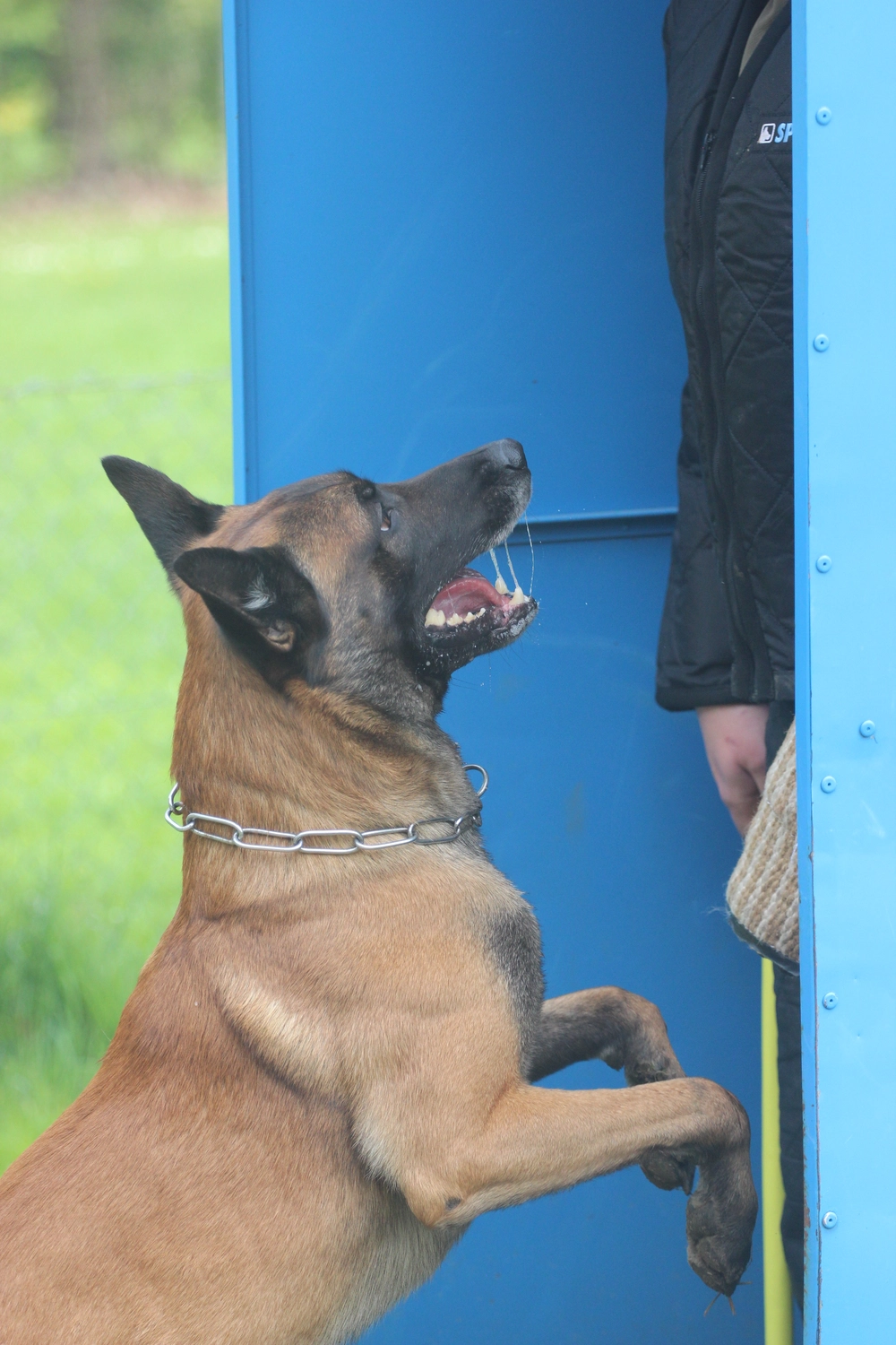 HSV Mühldorf - Hundesportverein - Hund