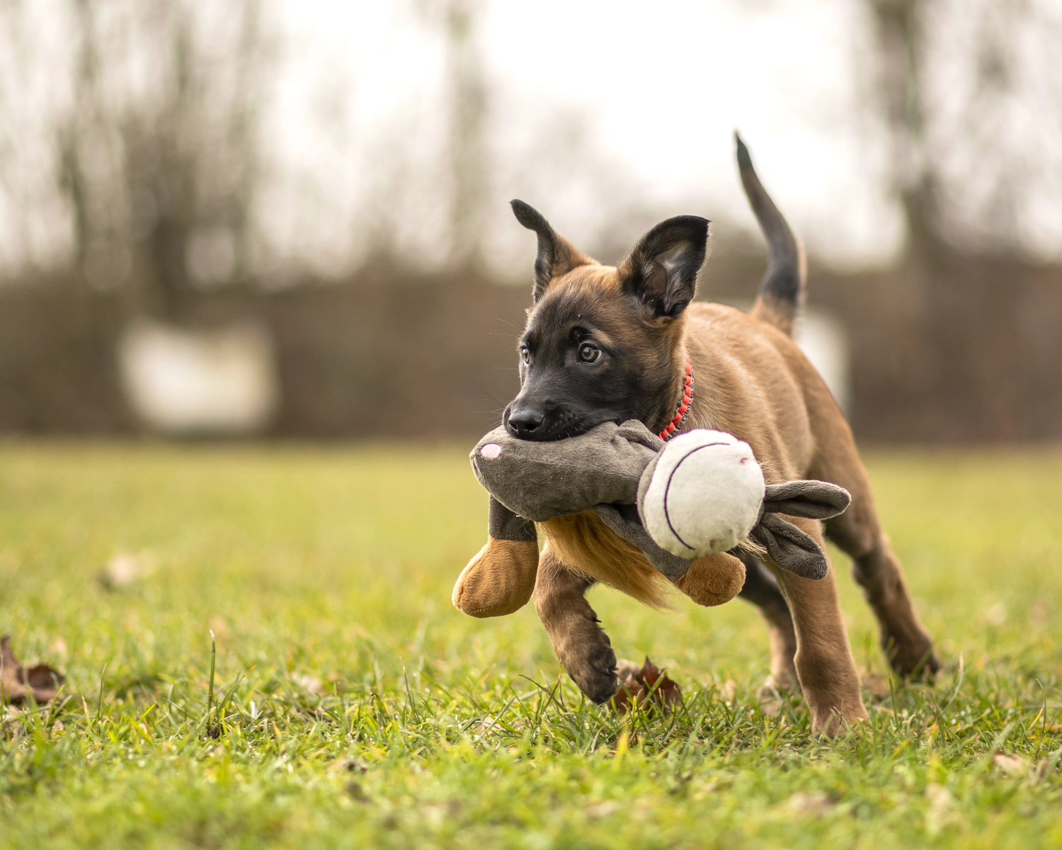 HSV Mühldorf - Hundesportverein - Hund