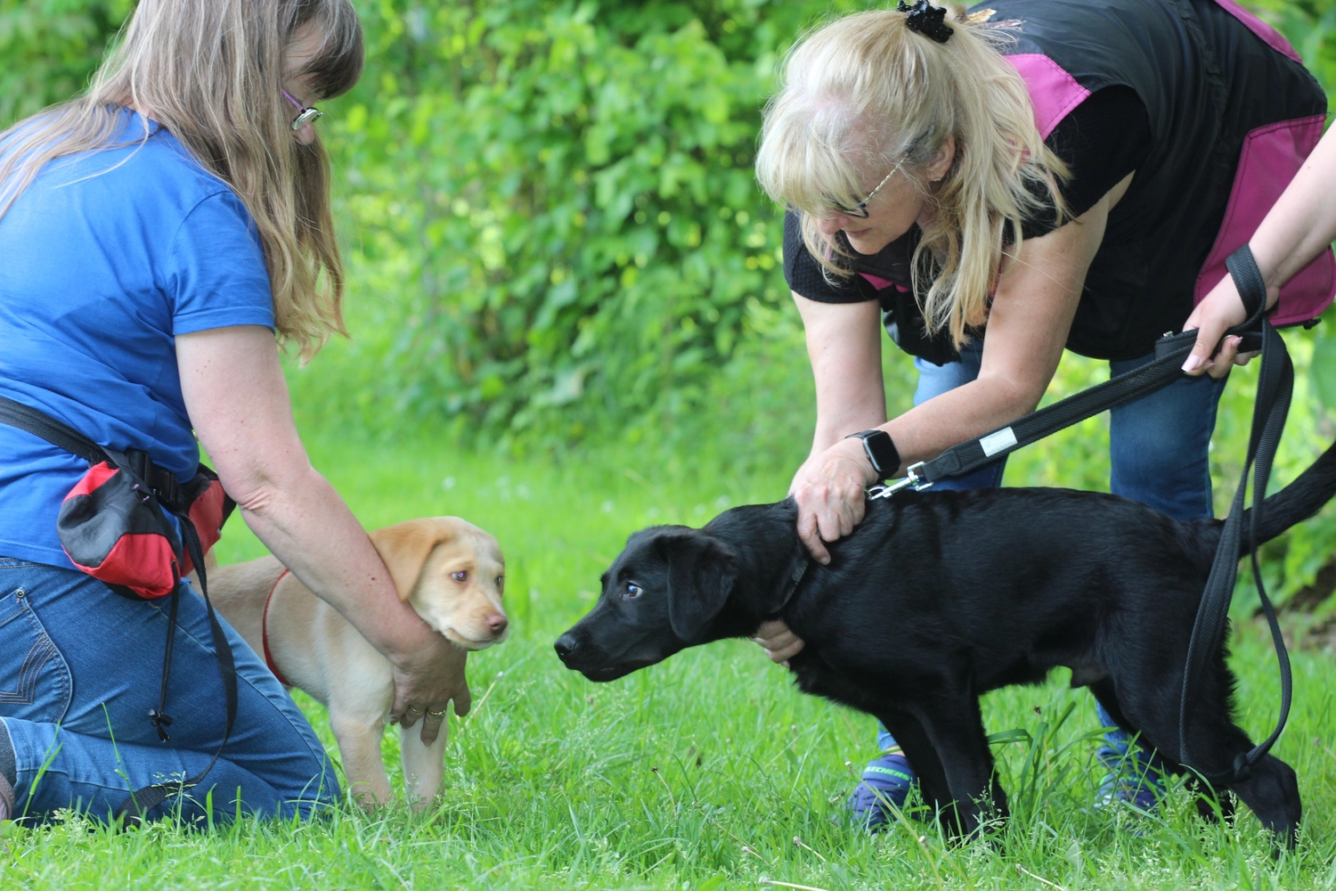 HSV Mühldorf - Hundesportverein - Hund
