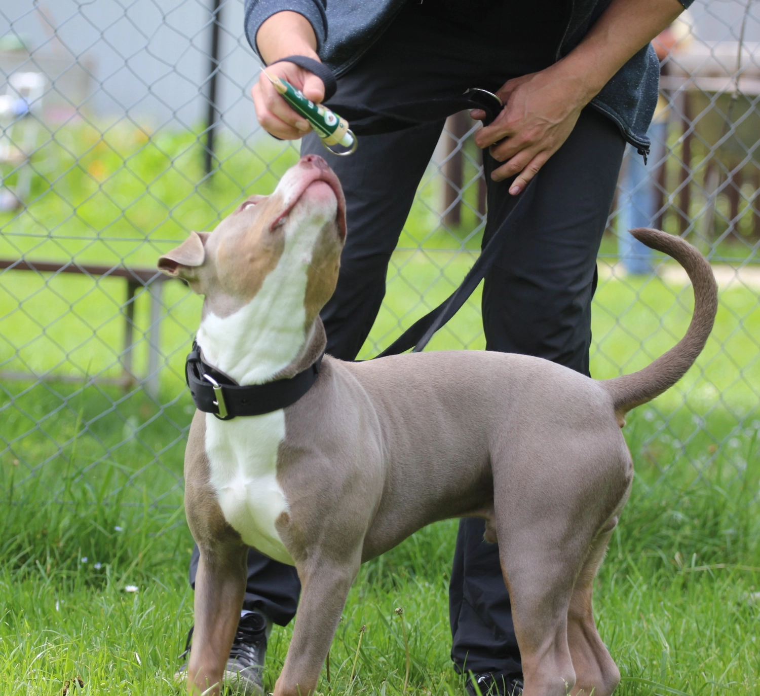 HSV Mühldorf - Hundesportverein - Hund