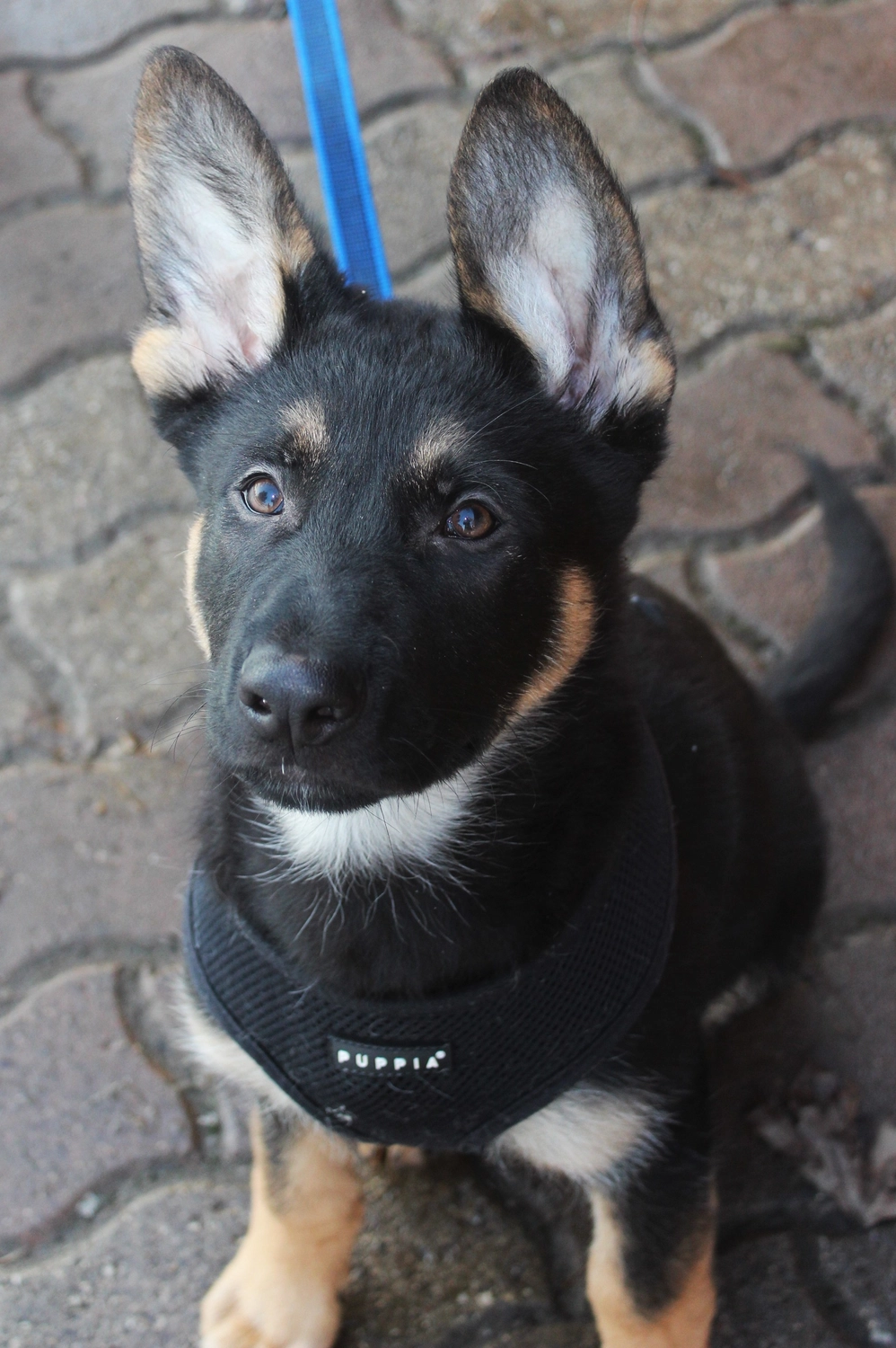 HSV Mühldorf - Hundesportverein - Hund