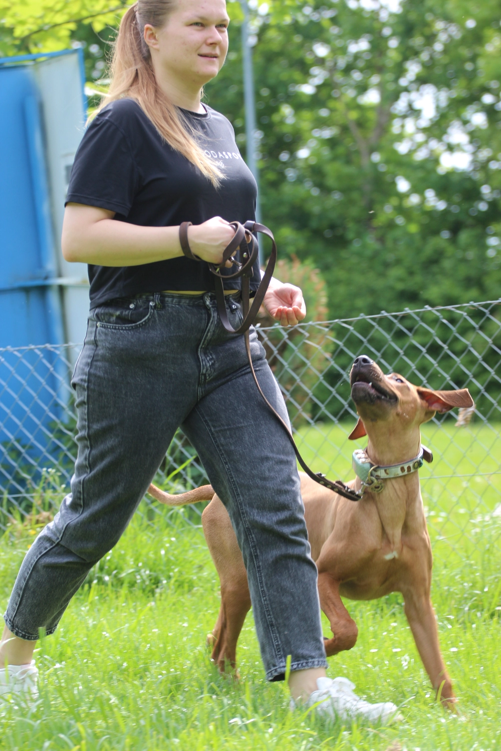 HSV Mühldorf - Hundesportverein - Hund