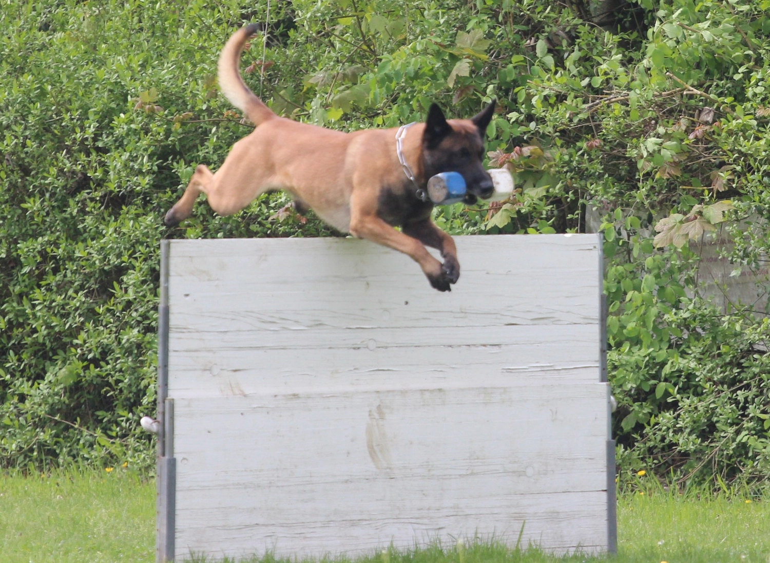 HSV Mühldorf – Hundesportverein – Hundespiel im Park