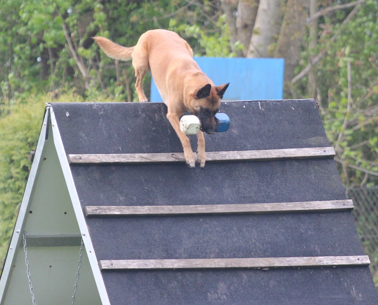 HSV Mühldorf – Hundesportverein – Hundespiel im Park