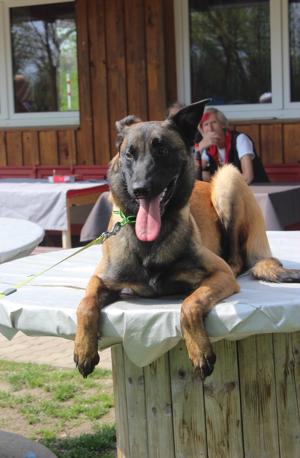 HSV Mühldorf – Hundesportverein – Hundespiel im Park