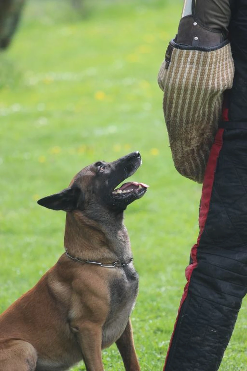 HSV Mühldorf – Hundesportverein – Menschen im Garten mit Hunden