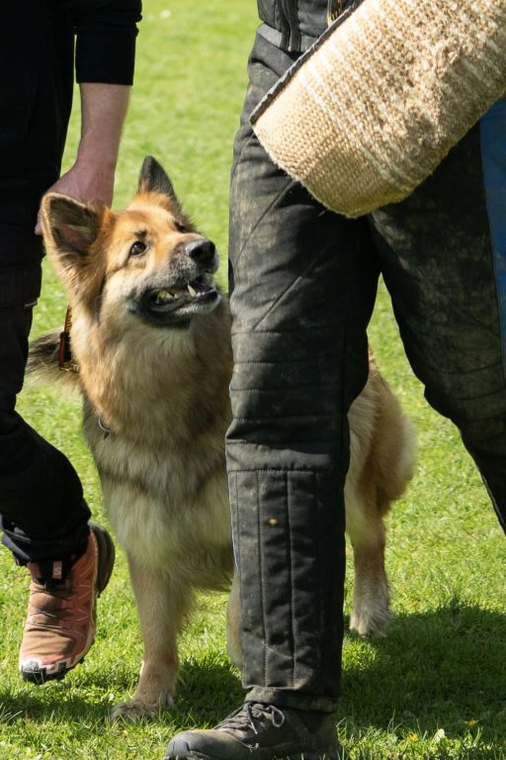 HSV Mühldorf - Hundesportverein - Hund